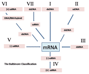 virus classification
