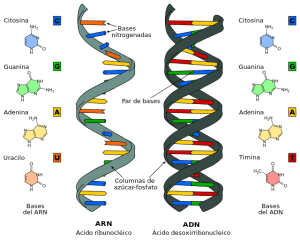 ARN y ARN