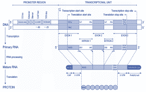 Estructura del gen