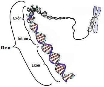 diagrama de un gen